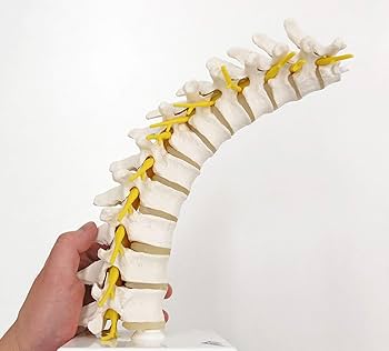 Amazon.co.jp: 頚椎・胸椎・腰椎模型のお得なセット - 脊椎